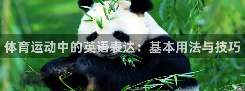3377体育官方正版app集团logo:体育运动中的英语表达